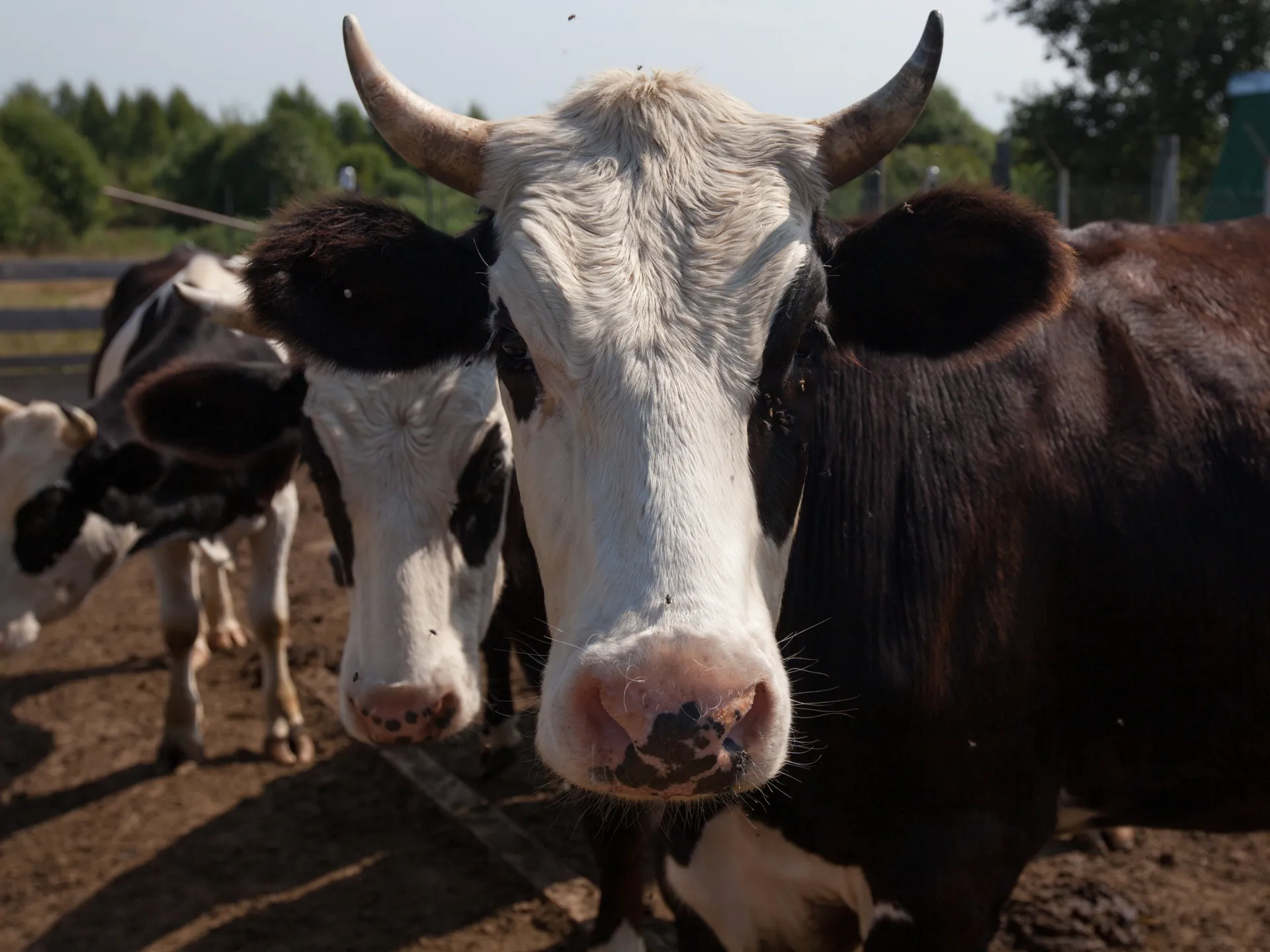 Единственный источник дохода на убой: юрист оценил законность ситуации с забоем скота в Сибири