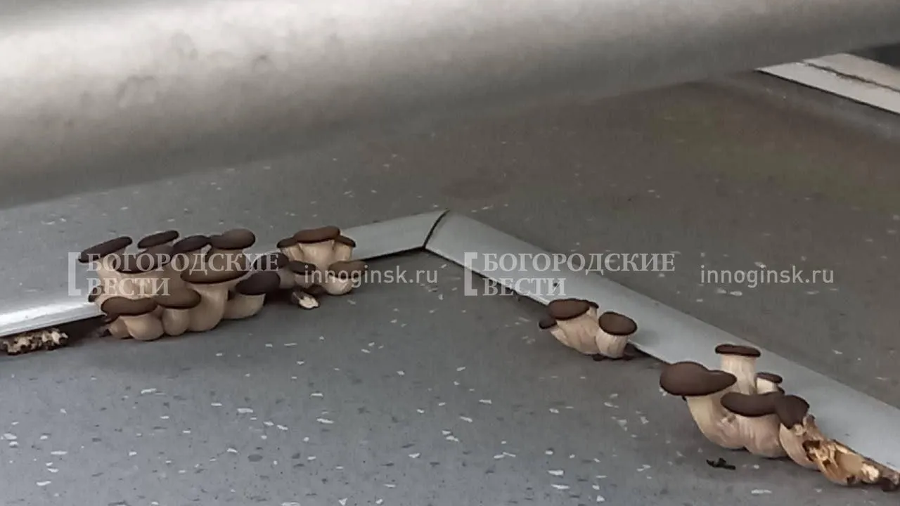 «Типичный Ногинск»