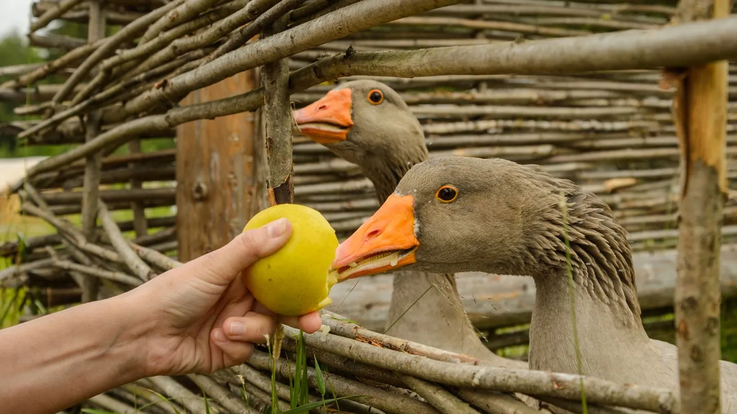 Фото: медиасток.рф