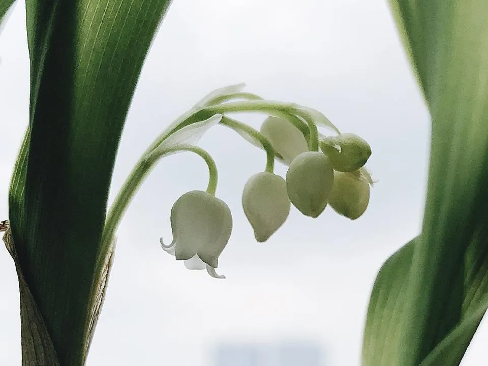 Медики рассказали о состоянии годовалой девочки, которая отравилась ландышами в Подмосковье