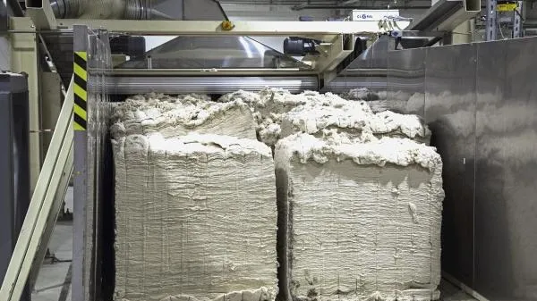 Экономист Холод объяснил важность новой культуры мискантус