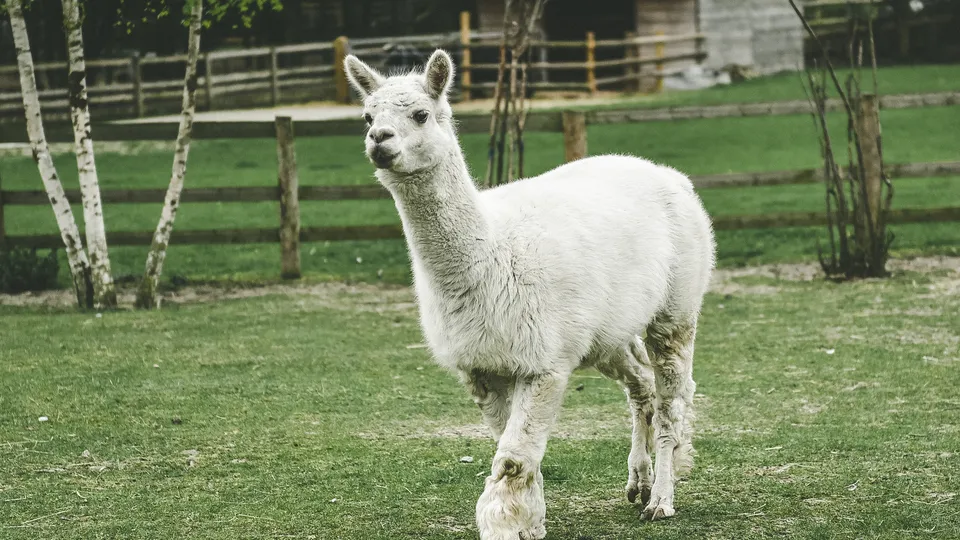 Фото: freepik.com