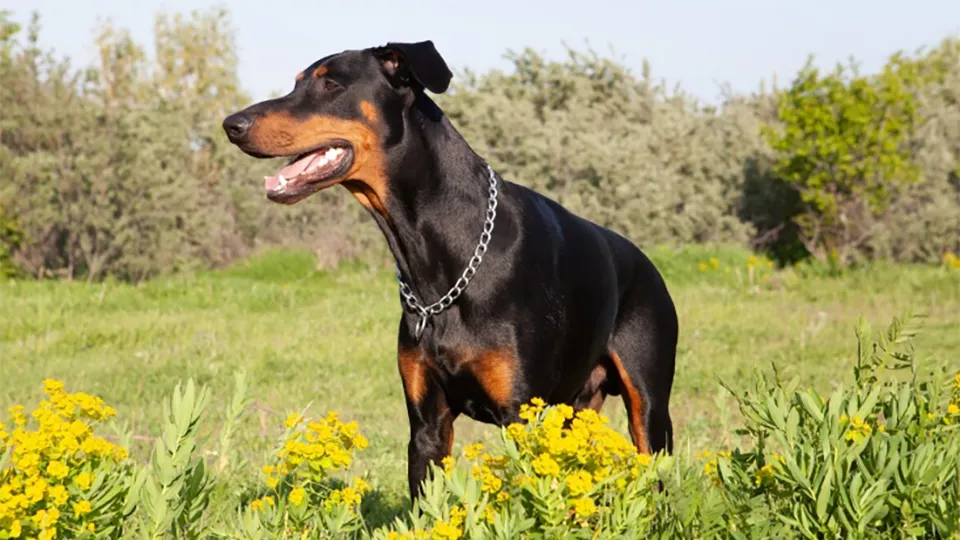 Фото: freepik.com