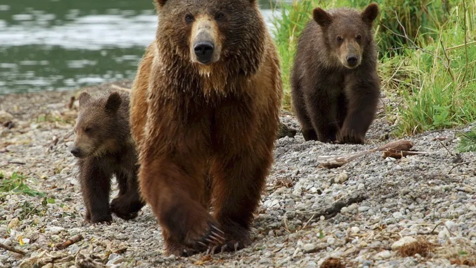 Фото: МедиаБанк Подмосковья/Мария Панина