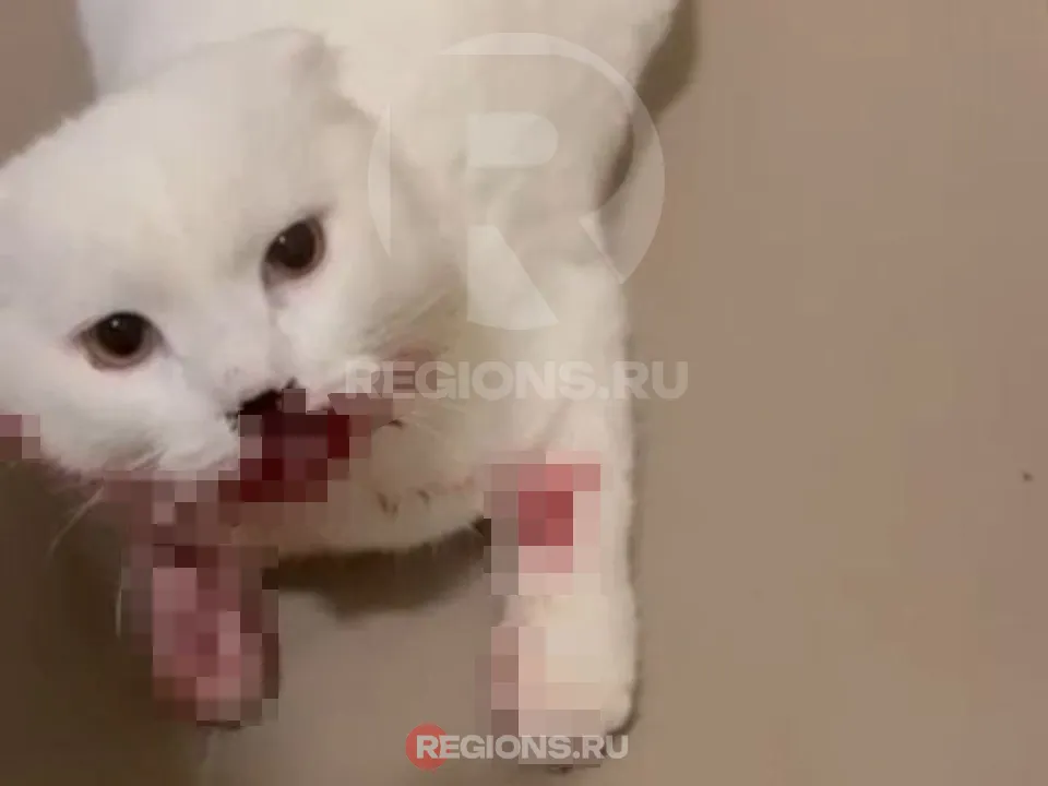 Фото предоставлено волонтером Надеждой