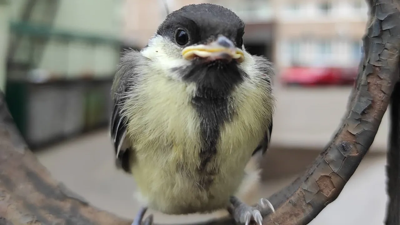 REGIONS/Татьяна Бесаева