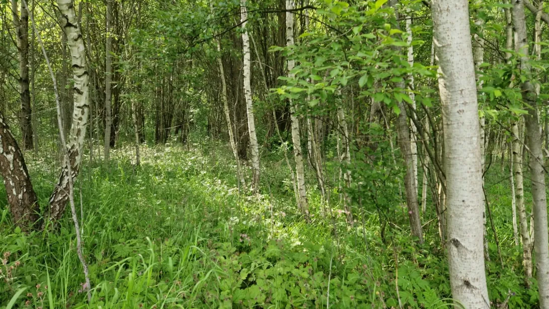 Комитет по конкурентной политике Московской области