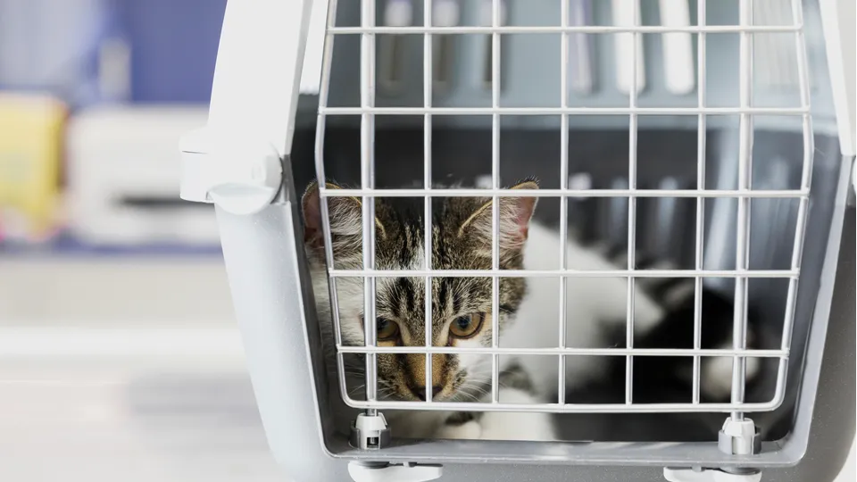 Фото: freepik.com