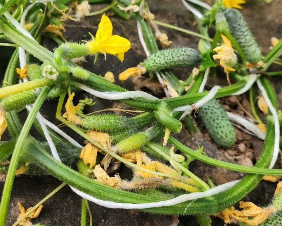 Фото: Яна Шаливская