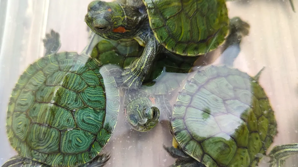 Фото: Дмитрий Кравцов