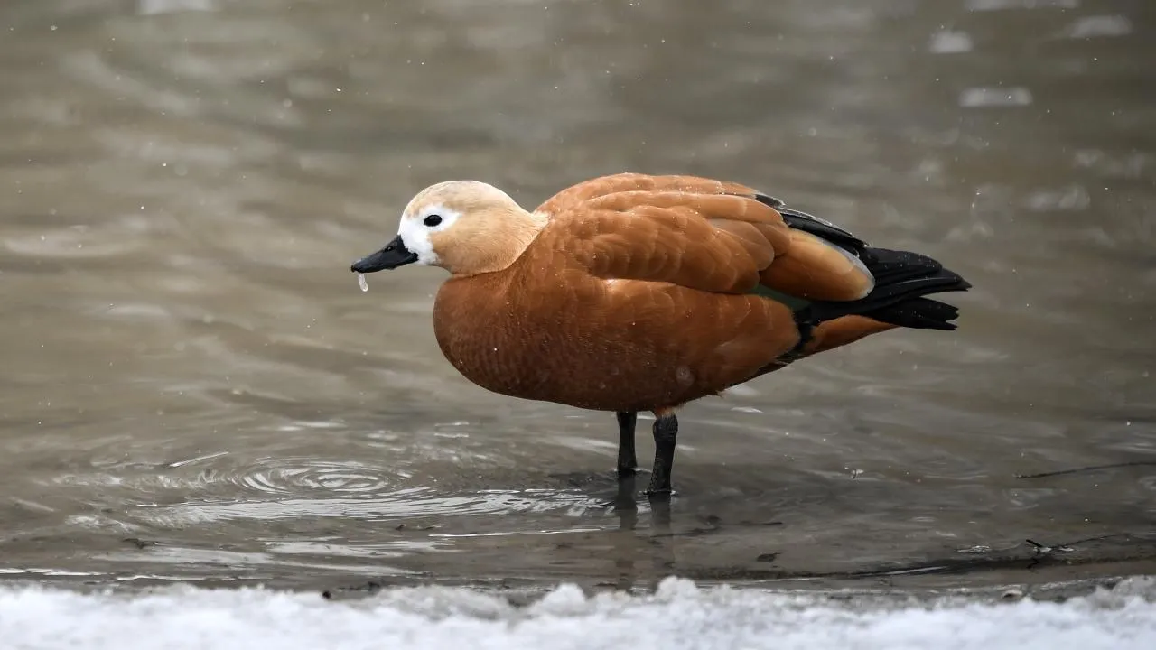 РИА Новости/Константин Михальчевский