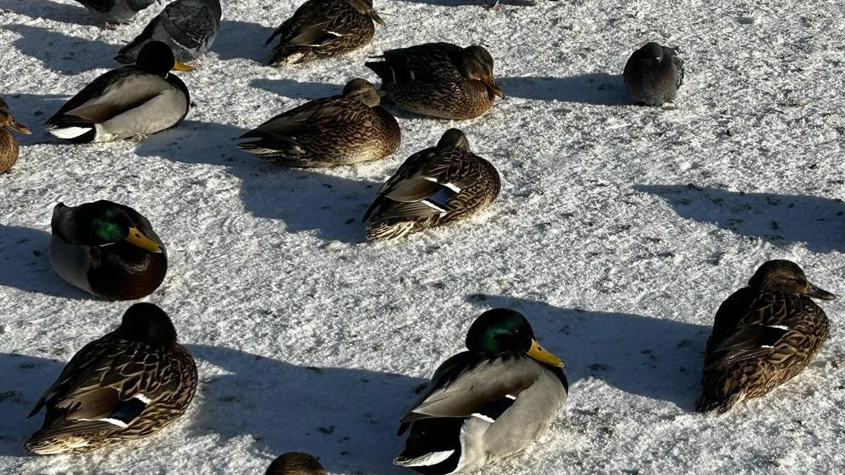 пресс-служба администрации Наро-Фоминского г.о