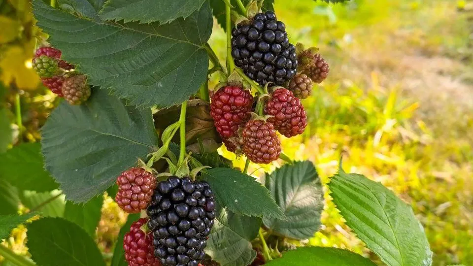 Фото: паблик «Русавкино-Романово»