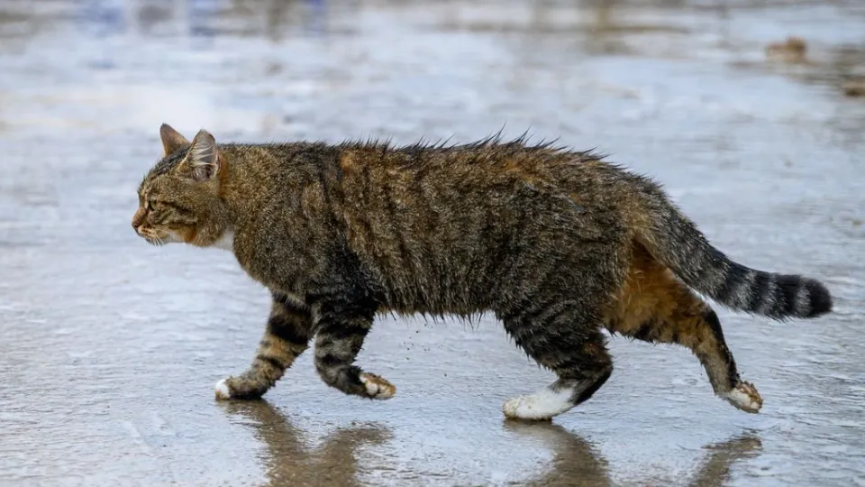 Фото: медиасток.рф