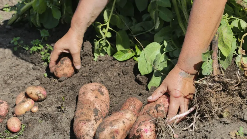 Фото: медиасток.рф