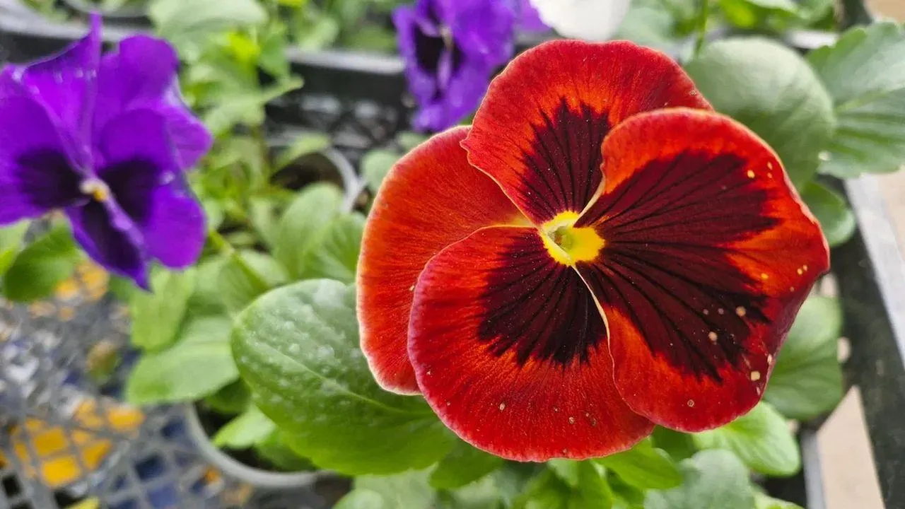 REGIONS/Наталья Надточая