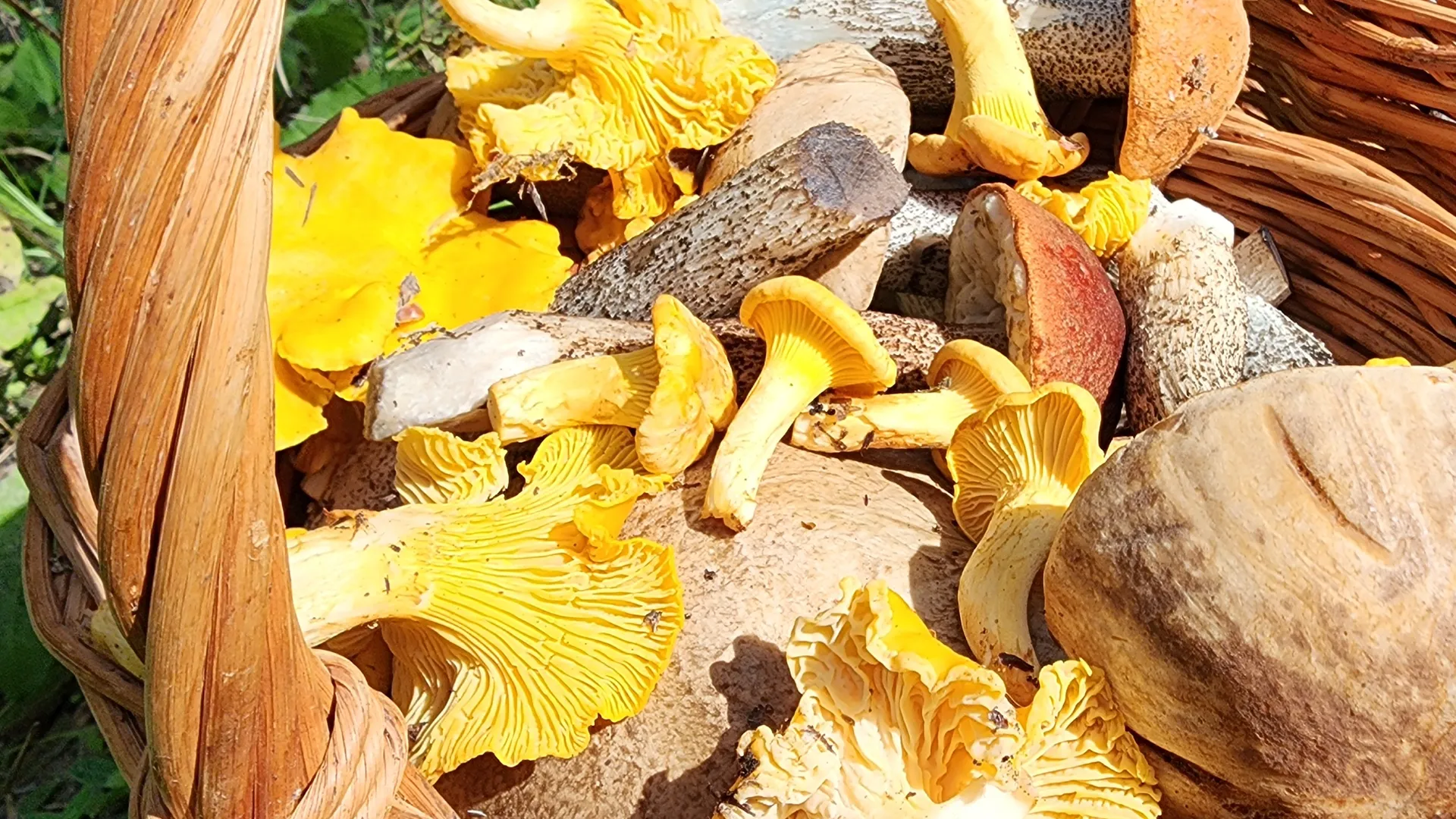 Фото: МедиаБанк Подмосковья/Анастасия Хренкова