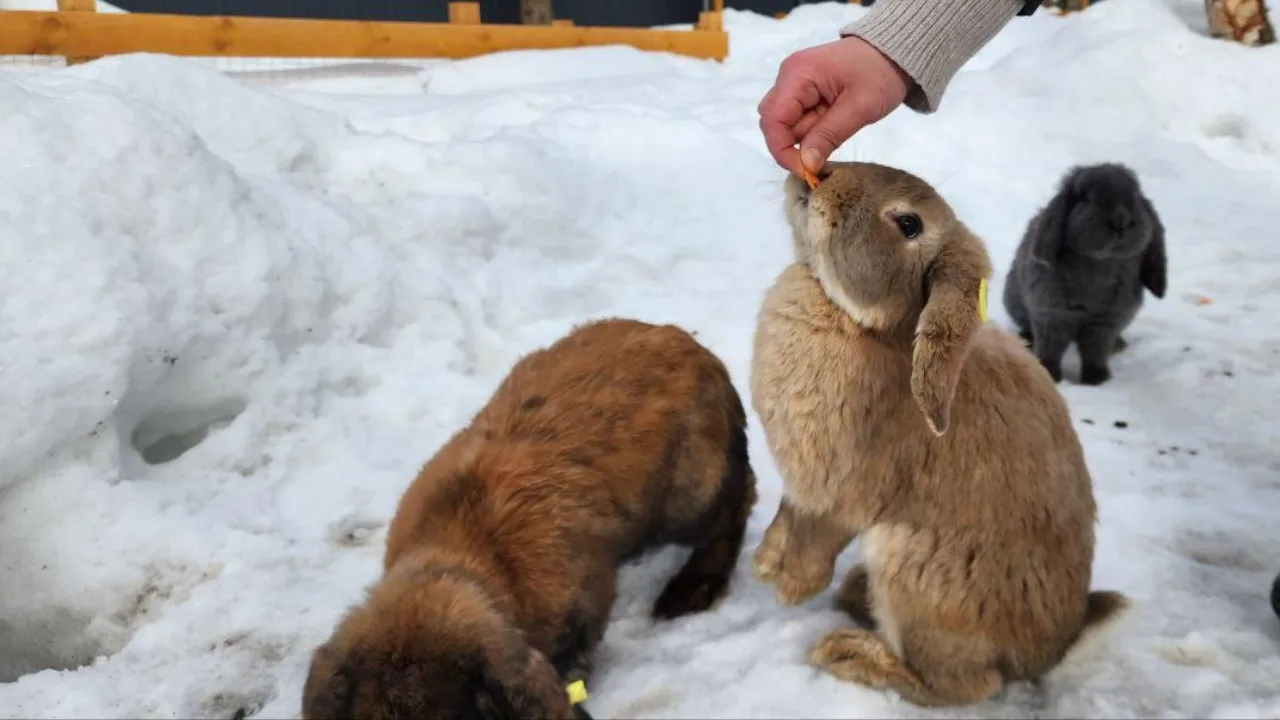 МедиаБанк Подмосковья/Эдуард Стратонов