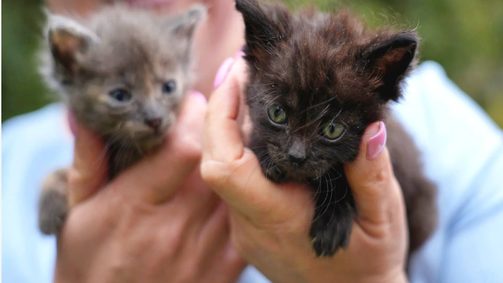 Фото: t.me/OErohanovaSP