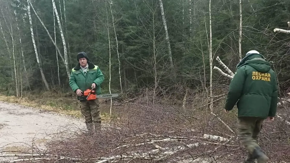 Фото: Комлесхоз Подмосковья