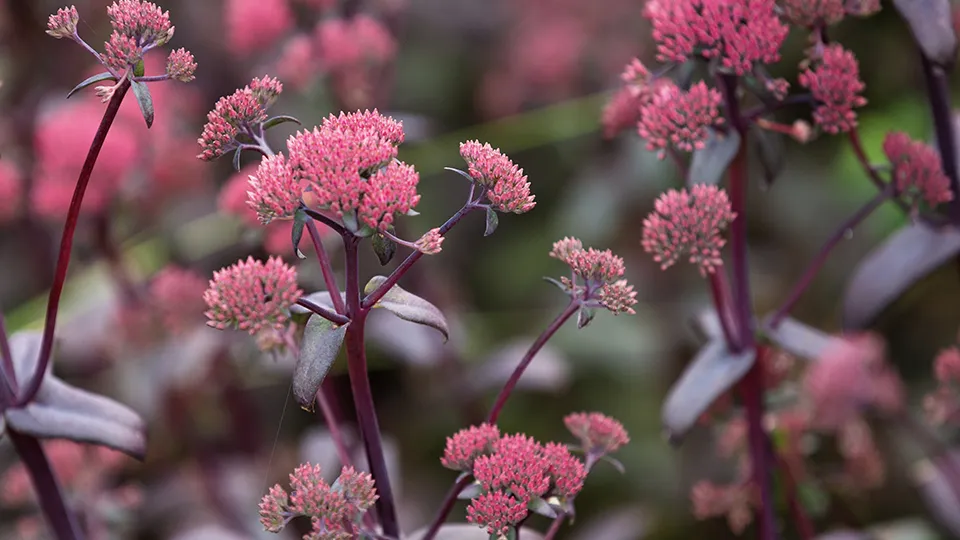 Фото: istockphoto.com/coldsnowstorm