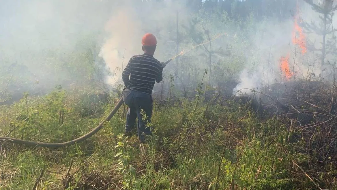 Фото: Комитет лесного хозяйства Московской области