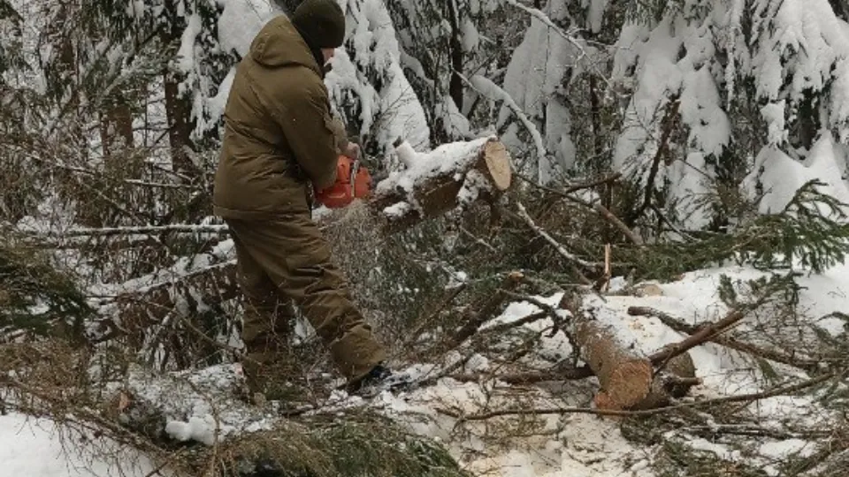 Фото: Волоколамское лесничество