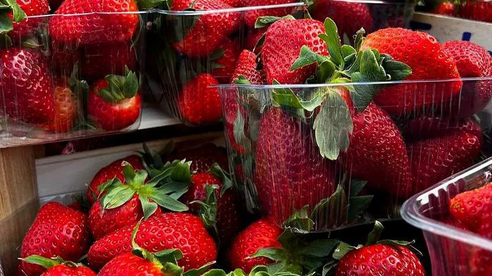 Источник фото: министерство сельского хозяйства и продовольствия Московской области