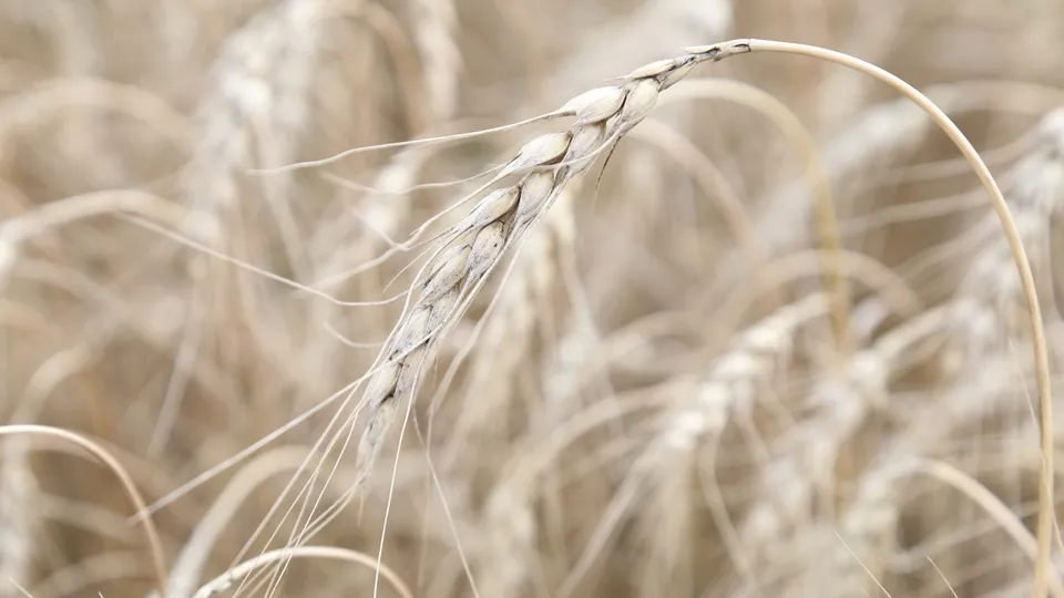 Фото: REGIONS/Александр Дрожжин