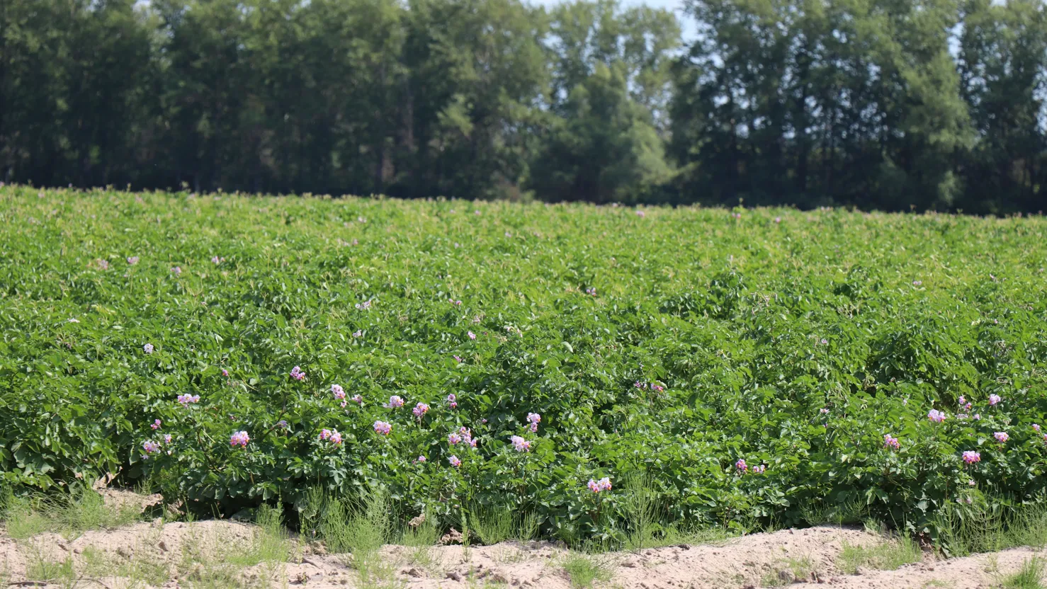 Фото: Василий Тремасов