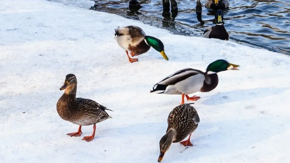 Фото: freepik.com