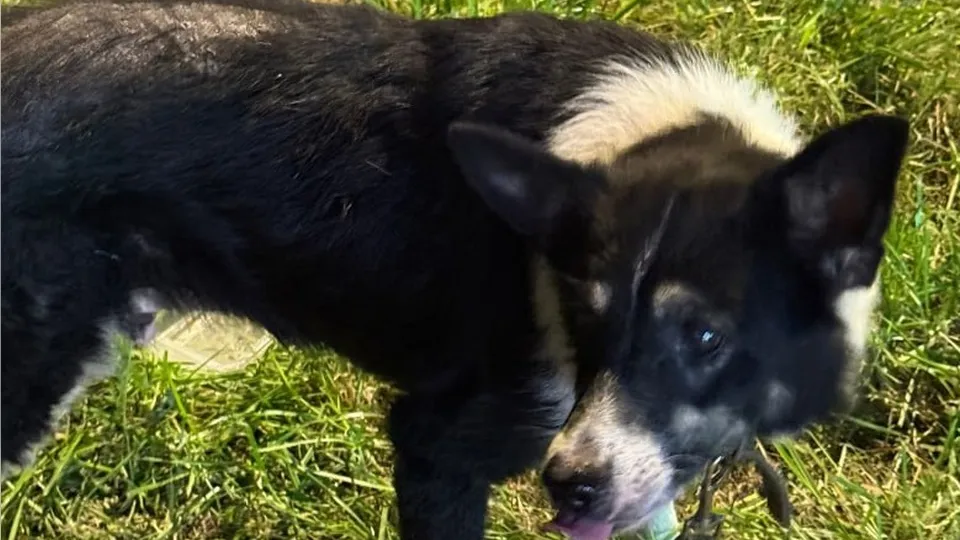 Фото: t.me/domodedovolive