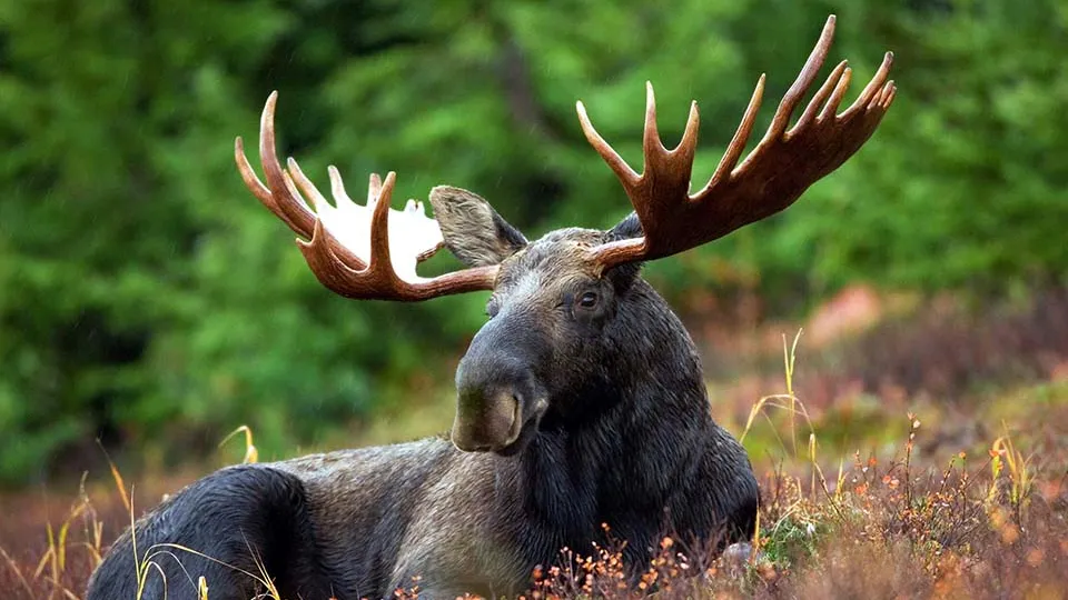 Фото: pxhere.com