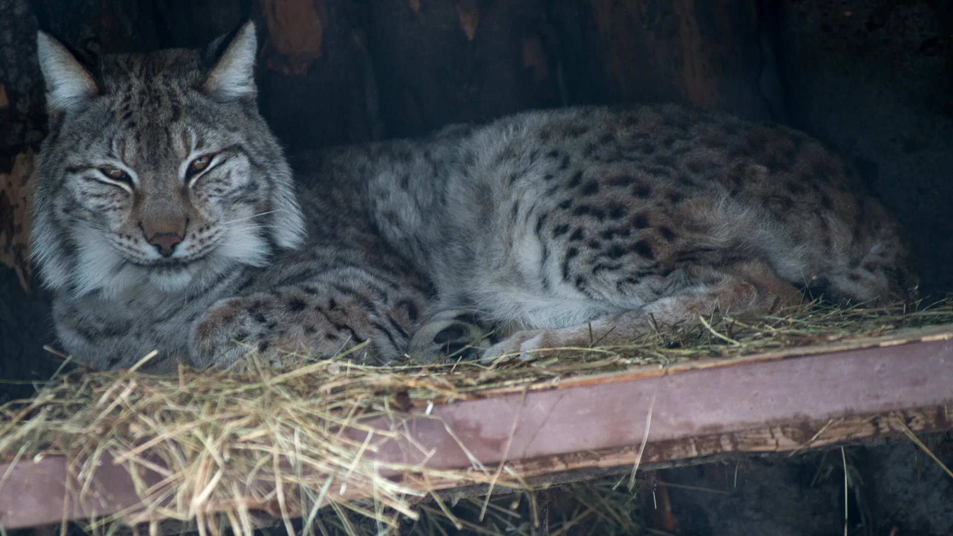Фото: медиасток.рф