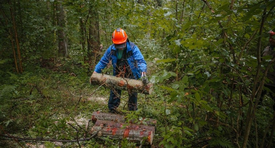 Санитарную обработку проведут в лесах Сергиево-Посадского округа