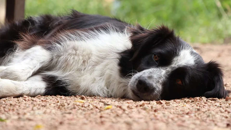 Фото: istockphoto.com/Rodrigo Echeverria
