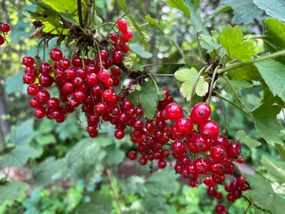 Фото: Галина Вознесенская
