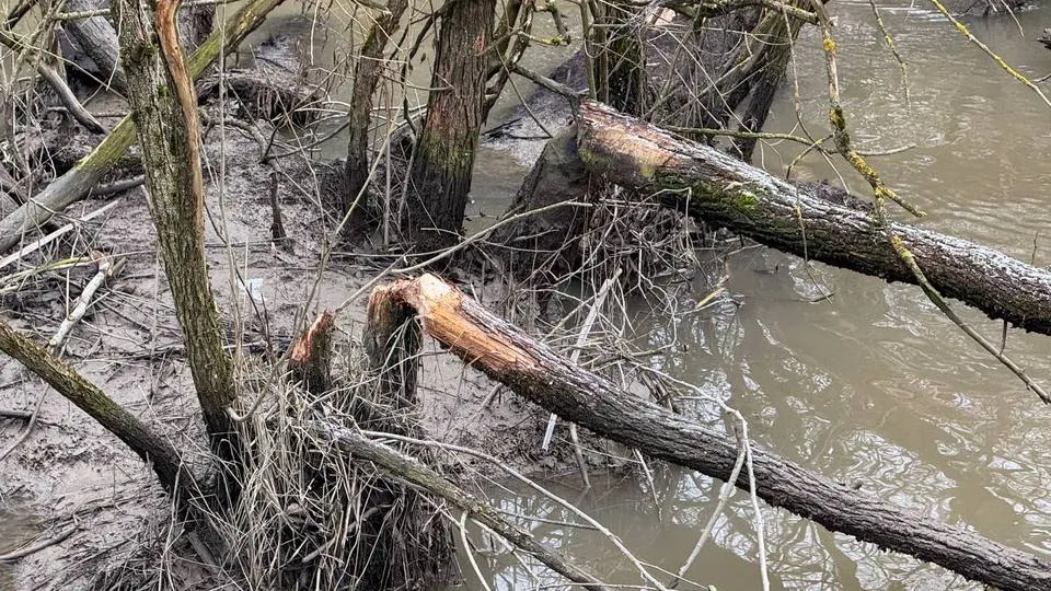 Фото: t.me/alexey_korolev_live