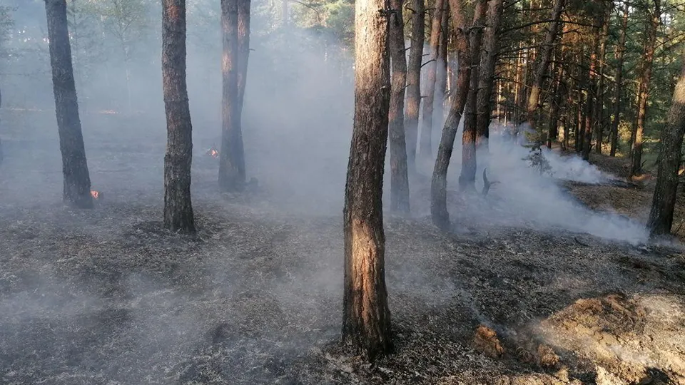Фото: Комитет лесного хозяйства МО