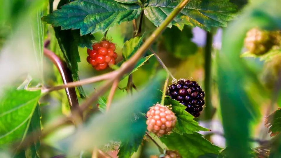 Фото: пресс-служба администрации г.о. Кашира