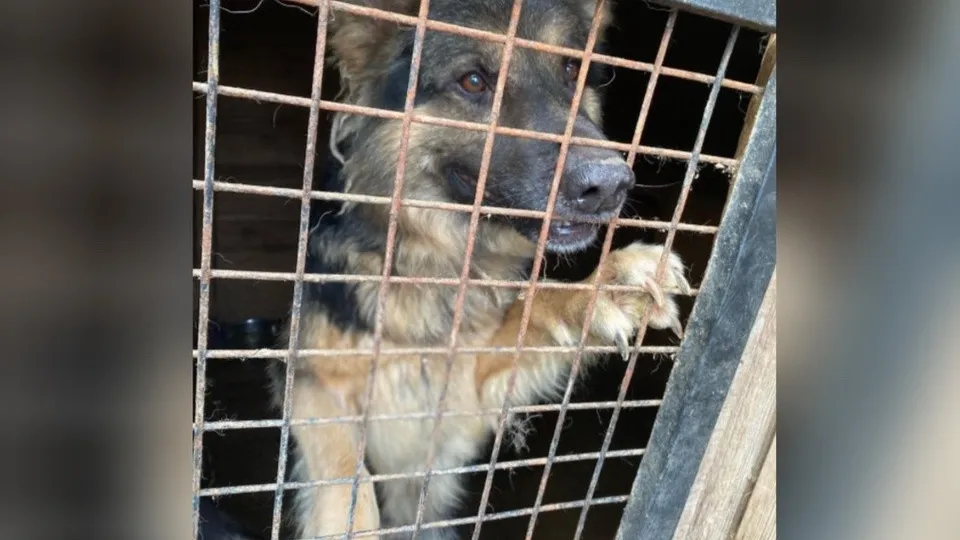 Фото: Краснознаменское городское добровольное общество защиты животных «ВИТА»