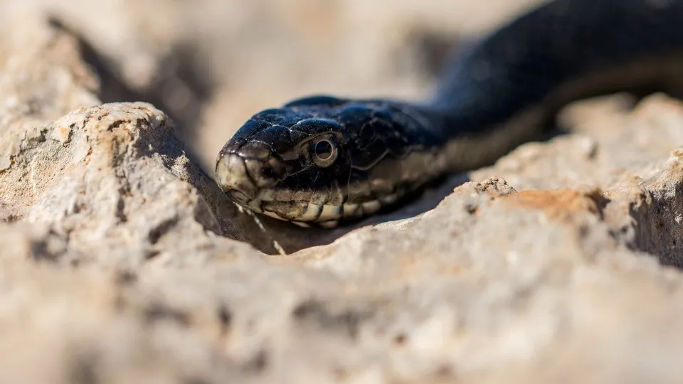 Фото: freepik.com