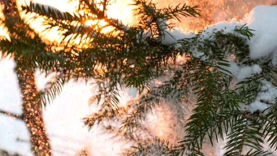 Фото: Комитет лесного хозяйства Московской области