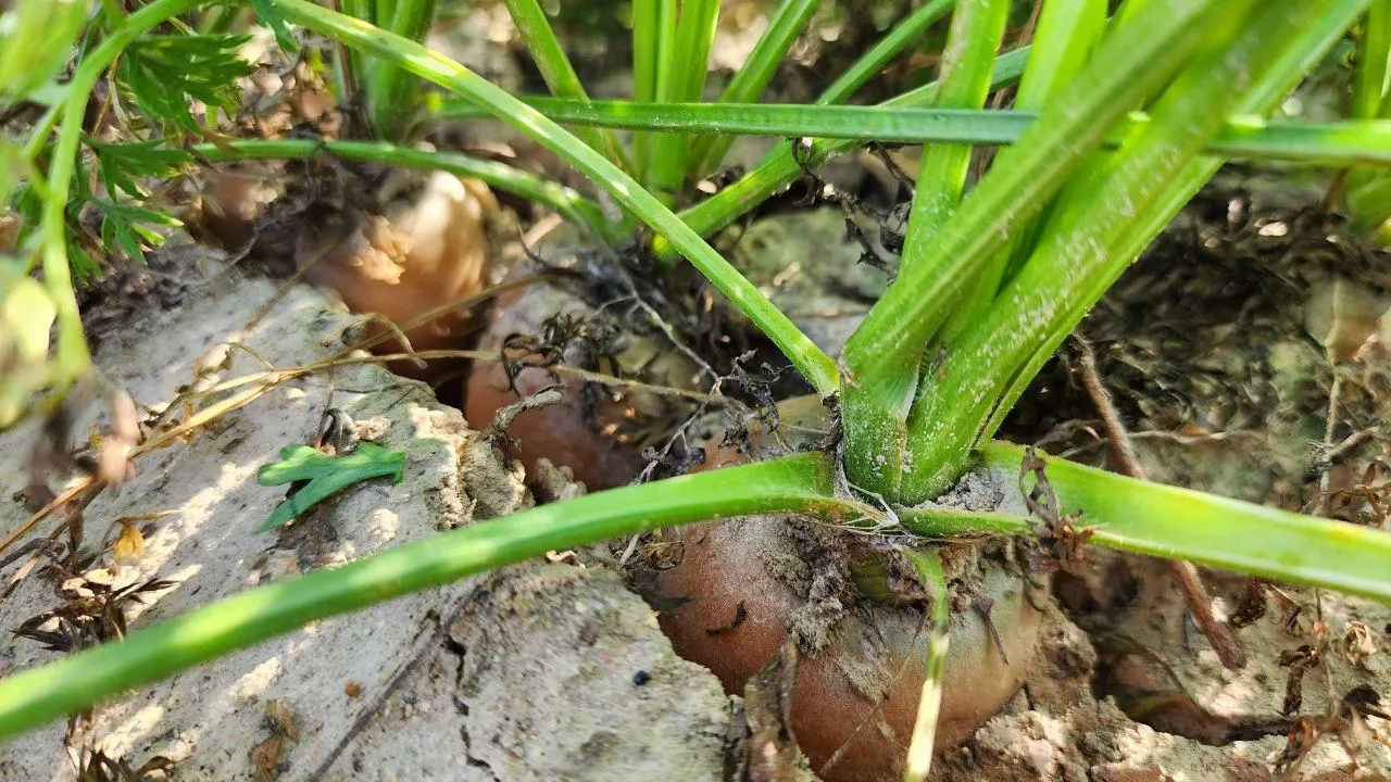 МедиаБанк Подмосковья/Яна Шаливская