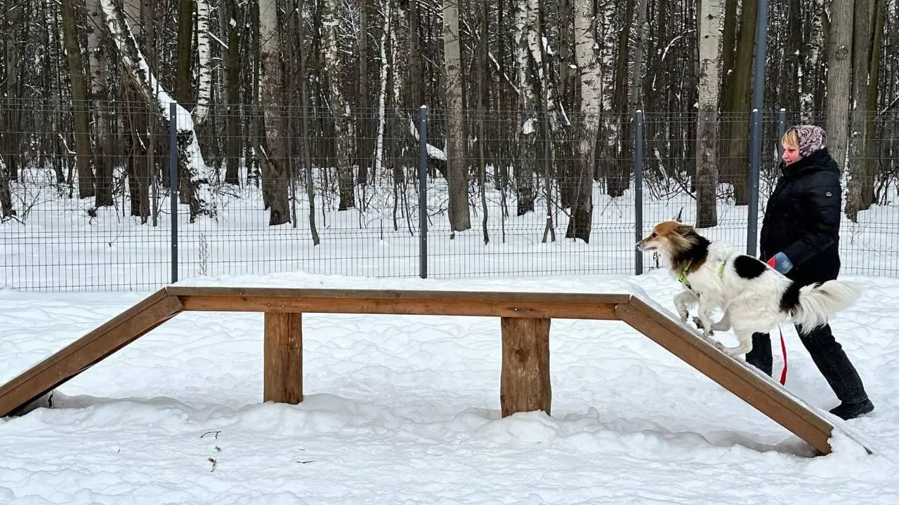 Фото: телеграм-канал «Парки Электростали»