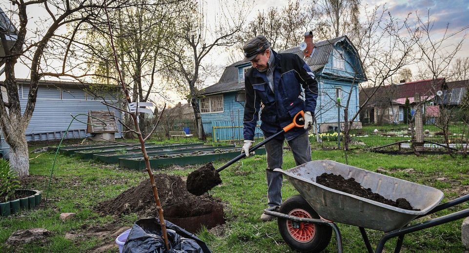 «7Дней»: после сбора урожая рекомендуется обработать почву фитоспорином