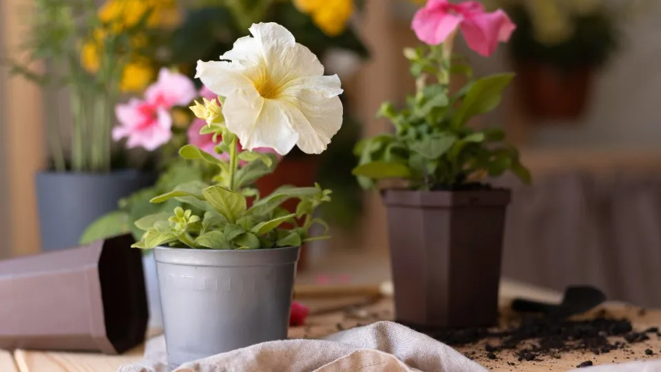 Фото: freepik.com