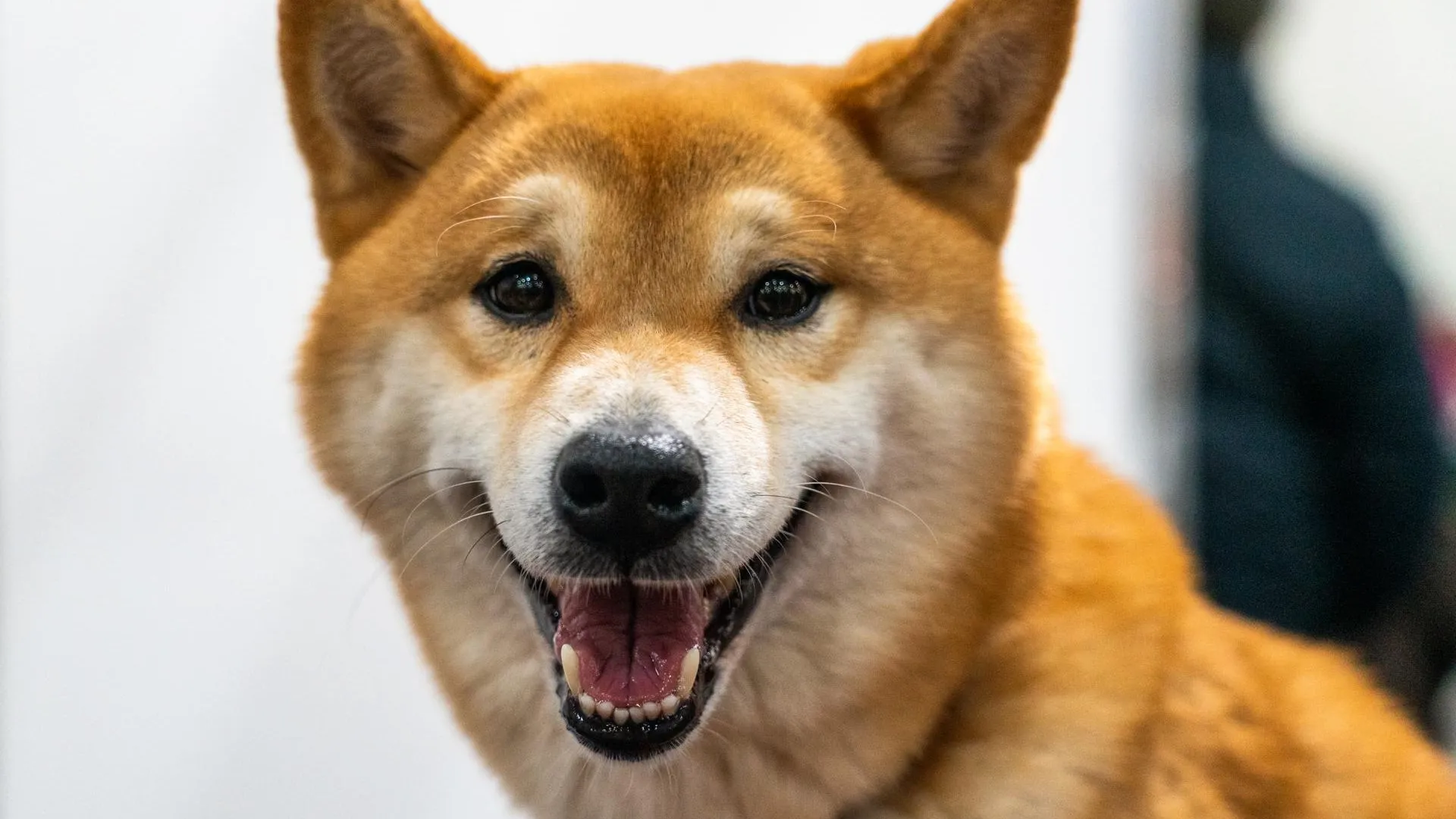 медиасток.рф