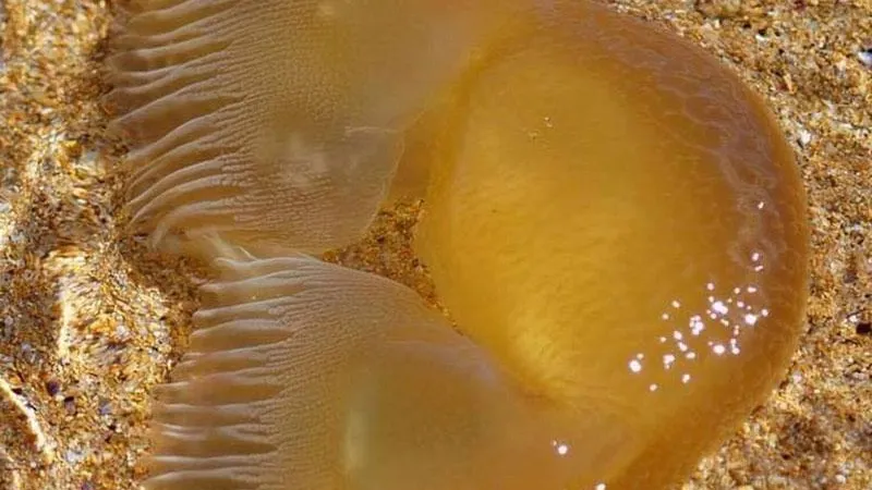 На побережье Австралии найдено необычное существо