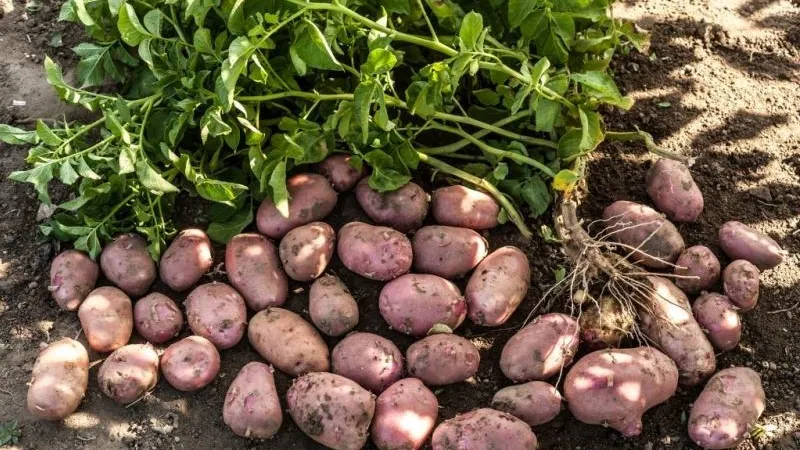 Ранний картофель начали собирать в Подмосковье